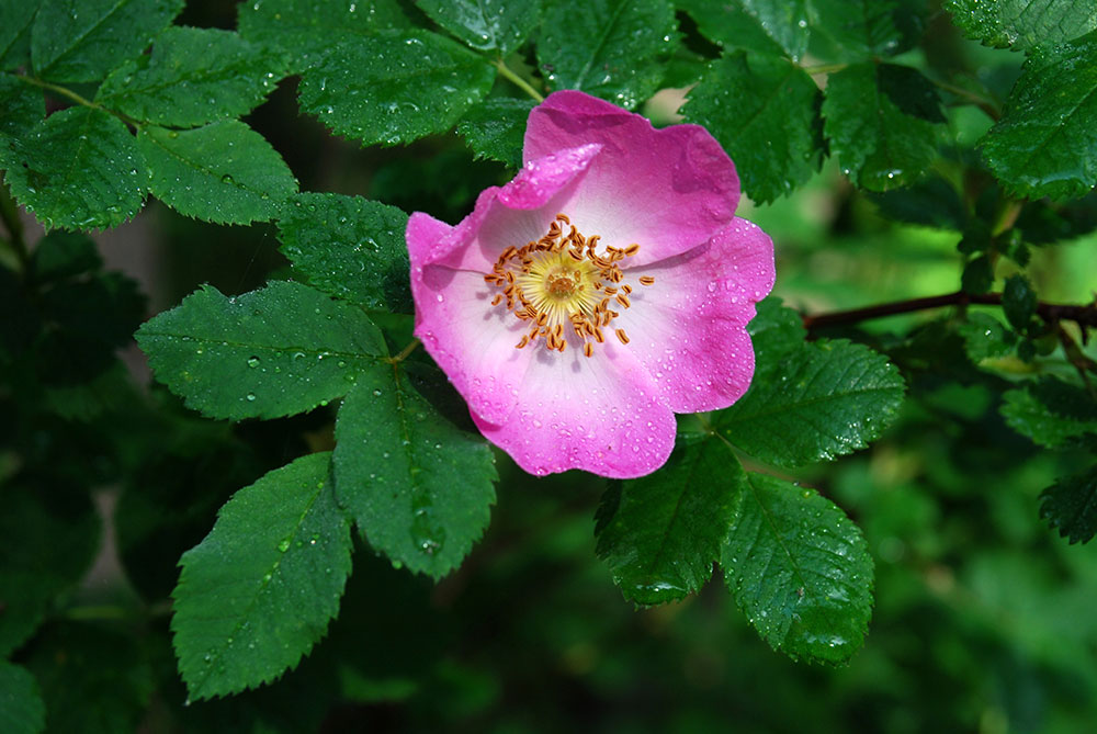 Flor de Rosa canina