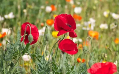 Día mundial de la vida silvestre