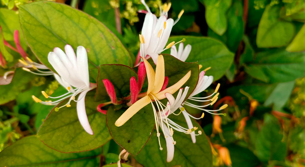 Flores de Lonicera japonica