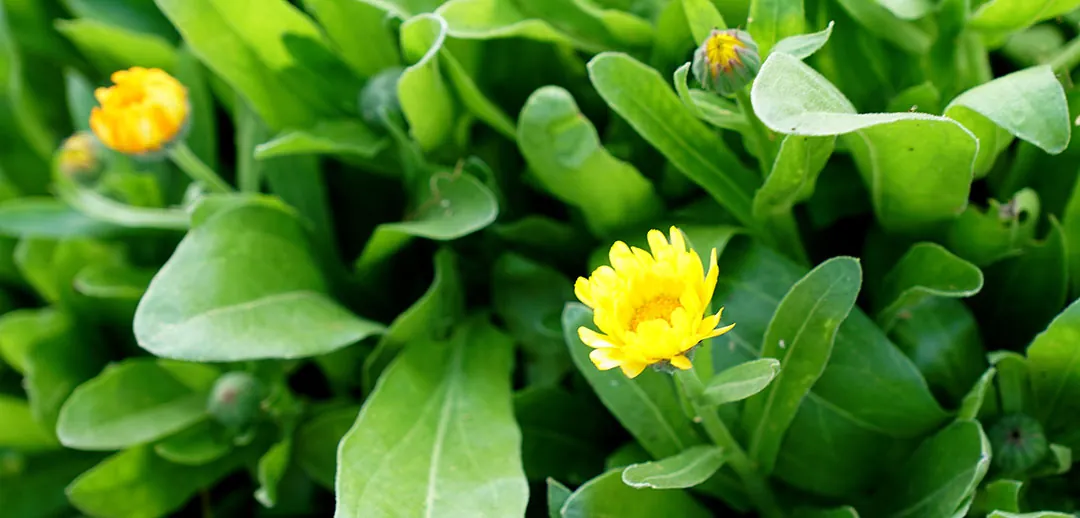 Flores amarillas de Calendula officinalis