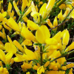 Genista cinerea