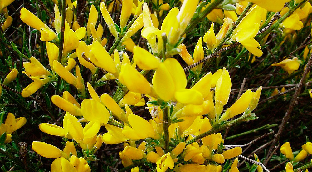 Genista cinerea