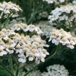 La Achillea millefolium y control biológico de plagas