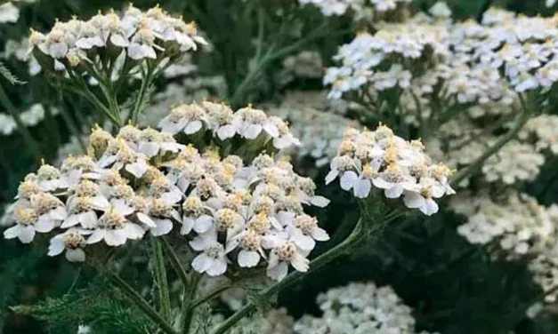 La Achillea millefolium y control biológico de plagas
