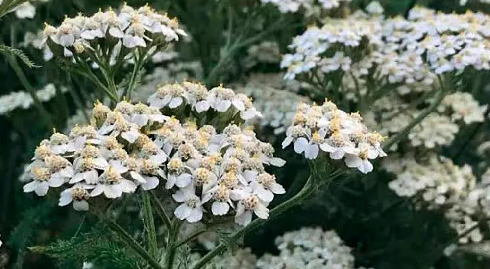 La Achillea millefolium y control biológico de plagas