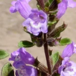 Acinos alpinus