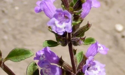 Acinos alpinus, el té de la sierra