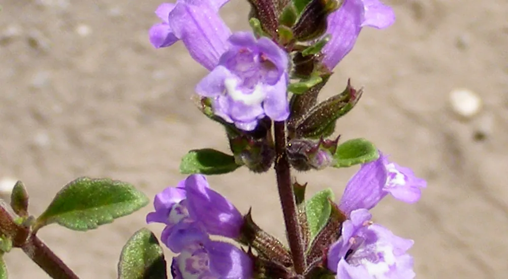 Acinos alpinus, el té de la sierra