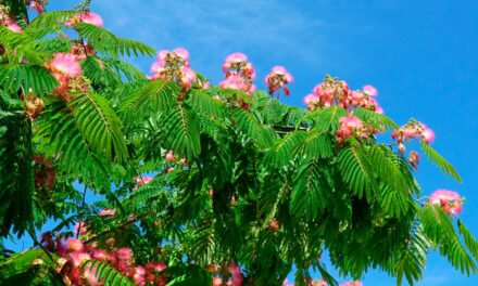 Albizia julibrissin