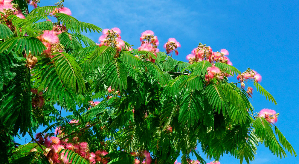 Albizia julibrissin