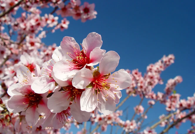 Amygdalus communis, Prunus dulcis o Almendro