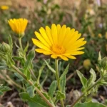 La Calendula arvensis en la gestión integrada de plagas