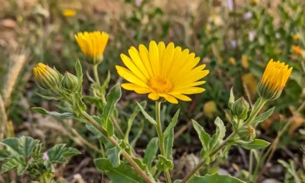La Calendula arvensis en la gestión integrada de plagas