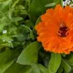La Calendula officinalis como planta auxiliar y barrera fitosanitaria
