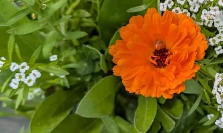 La Calendula officinalis como planta auxiliar y barrera fitosanitaria