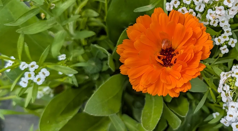La Calendula officinalis como planta auxiliar y barrera fitosanitaria