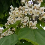 Catalpa bignonioides: el árbol de los puros