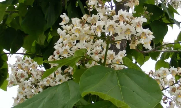 Catalpa bignonioides: el árbol de los puros