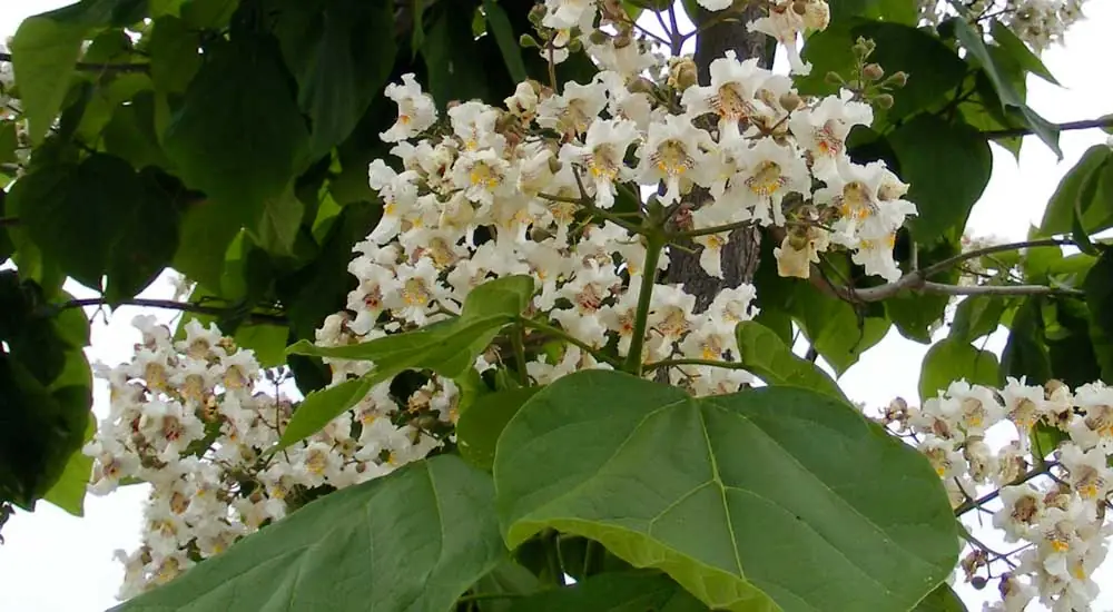 Catalpa bignonioides: el árbol de los puros