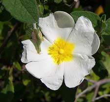 Cistus salviifolius