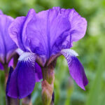 Iris germanica