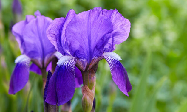 Iris germanica