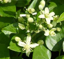 Flores de Clematis vitalba