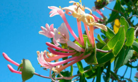 Lonicera implexa