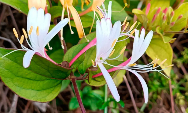 Lonicera japonica