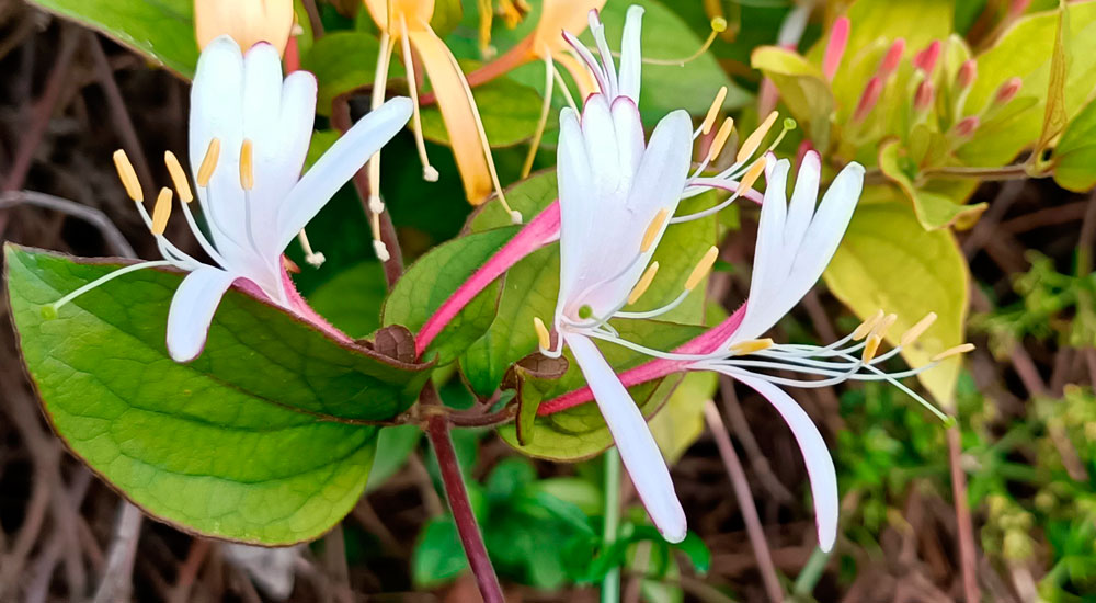 Lonicera japonica