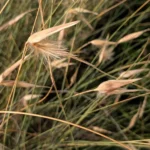 El Lygeum spartum en el control biológico y la restauración