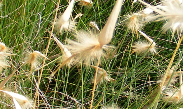 Lygeum spartum, el popular Albardín