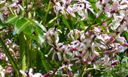 Melia azedarach o cinamomo