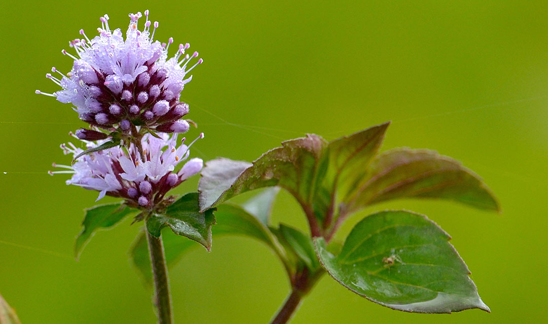 Flores de Mentha aquatica