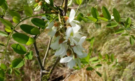 Robinia pseudoacacia, rústica, adaptable y controvertida