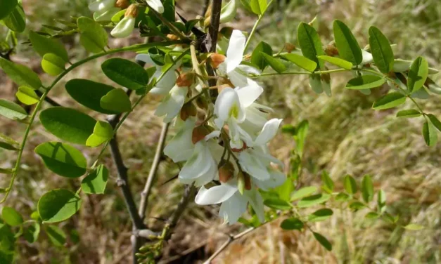 Robinia pseudoacacia, rústica, adaptable y controvertida