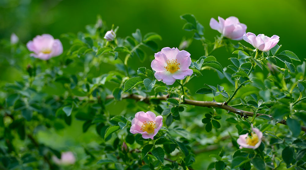 Flores de Rosa canina