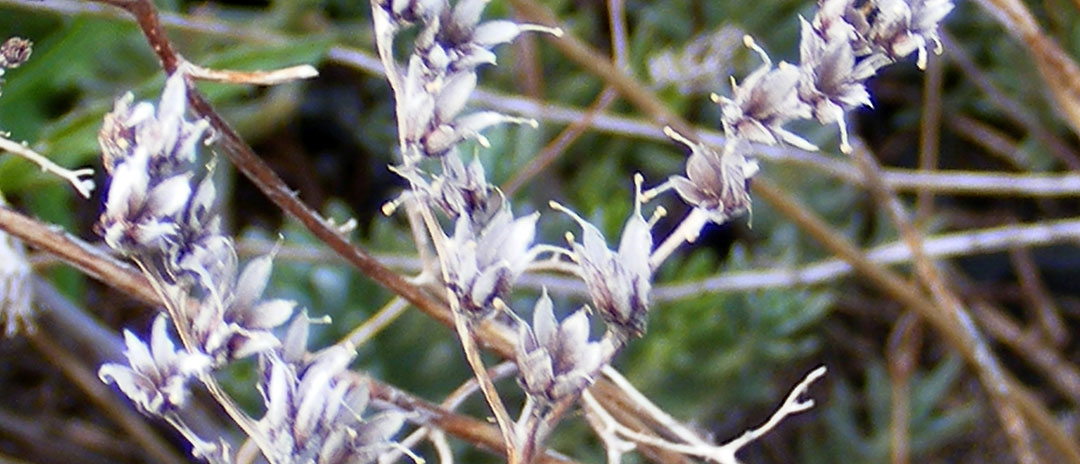 Flores de Sedum sediforme