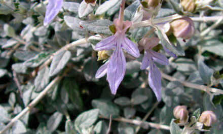 Teucrium fruticans