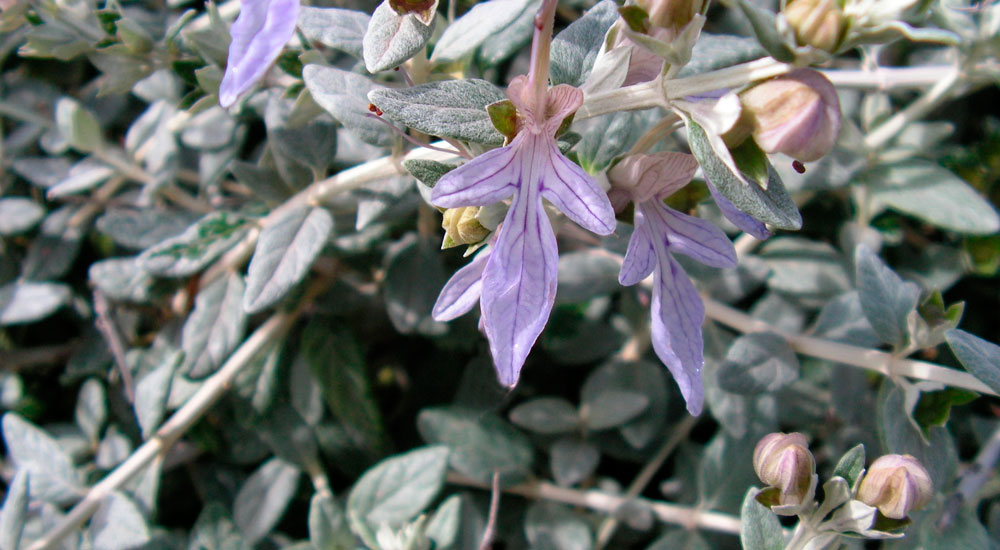 Teucrium fruticans