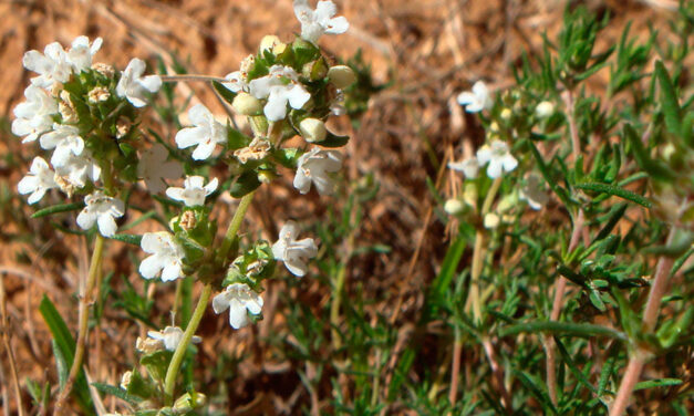 Thymus zygis o Tomillo aceitunero