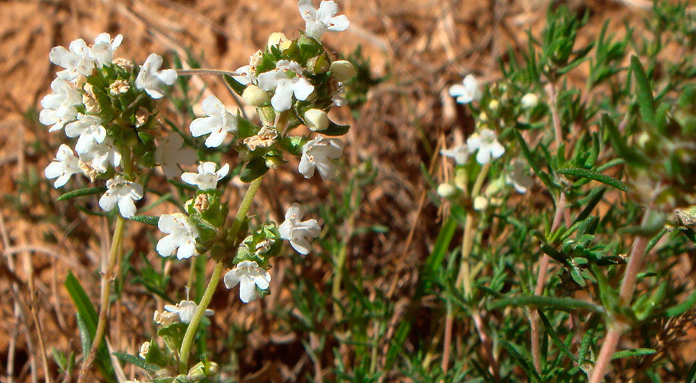 Thymus zygis o Tomillo aceitunero