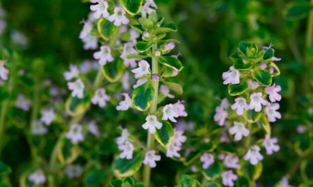 Thymus vulgaris o Tomillo