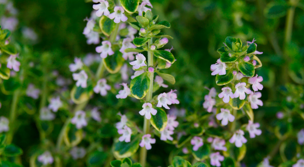 Thymus vulgaris o Tomillo