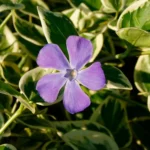 Vinca minor variegata