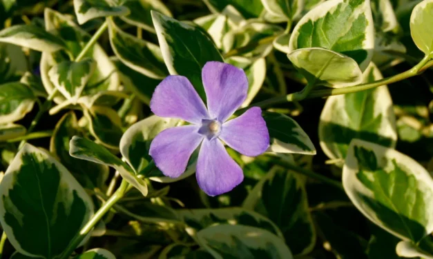 Vinca minor variegata