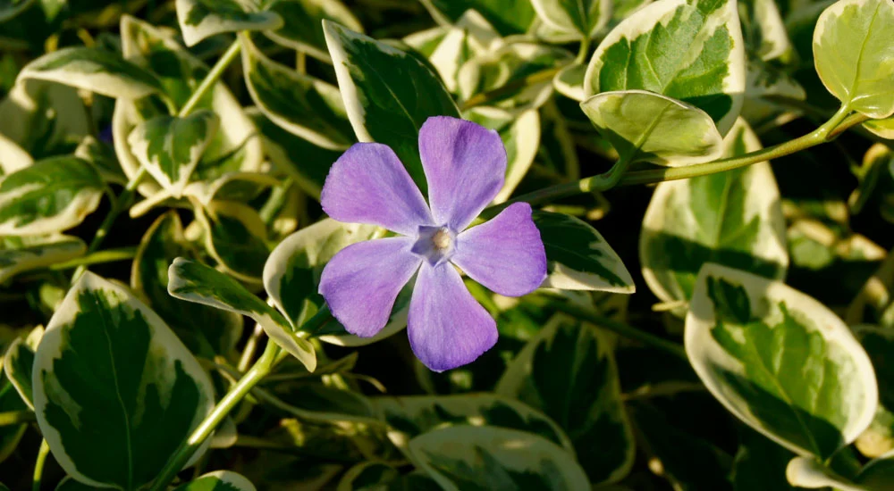 Vinca minor variegata