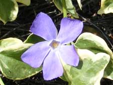 Vinca minor variegata