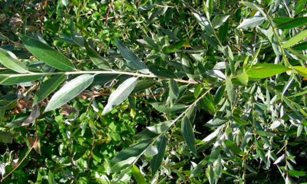 Salix alba