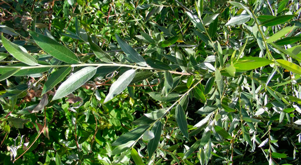 Salix alba